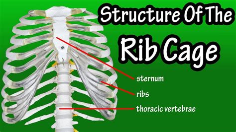 how many ribs does a man have|Ribs: Anatomy, ligaments and clinical notes .